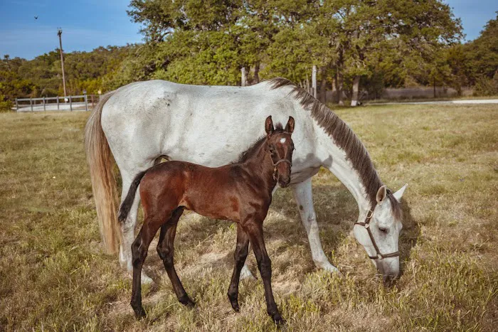Austin Equine Hospital Picture 3