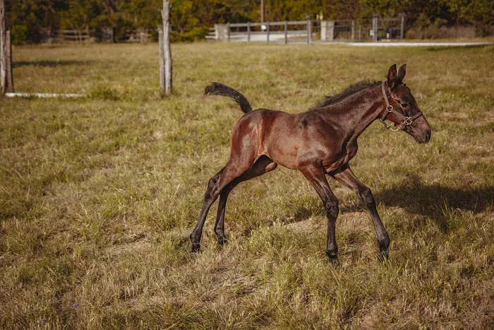 Austin Equine Hospital Picture 5