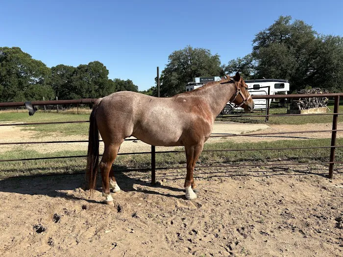 Austin Equine Hospital Picture 6