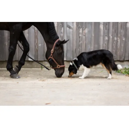 Fox Veterinary Services Picture 9