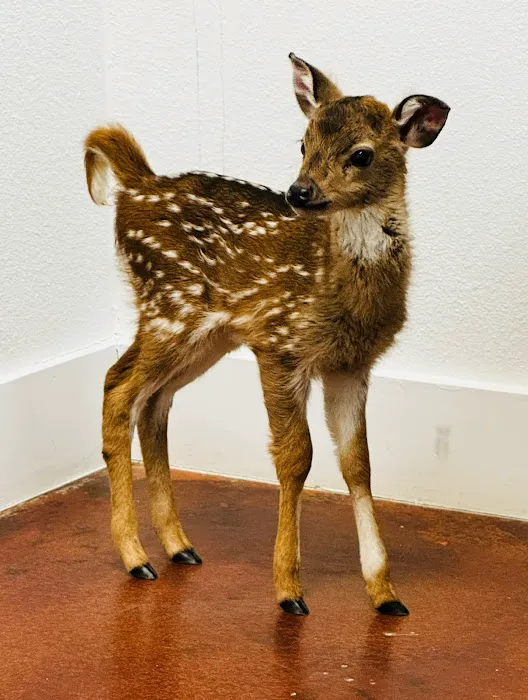 Fox Veterinary Services Picture 3