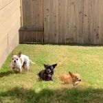West Side Veterinary Clinic