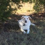 VCA Anderson Mill Animal Hospital
