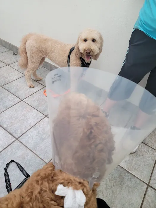 VCA Anderson Mill Animal Hospital Picture 5