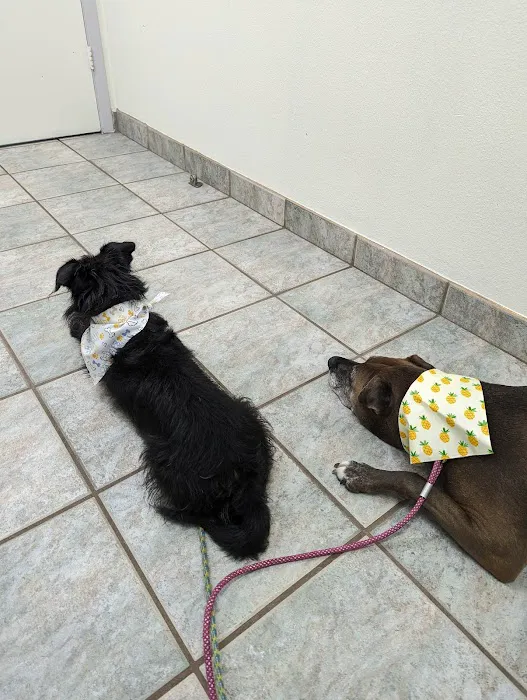 VCA Anderson Mill Animal Hospital Picture 8
