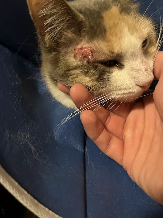 Cat Hospital of Austin Picture 4