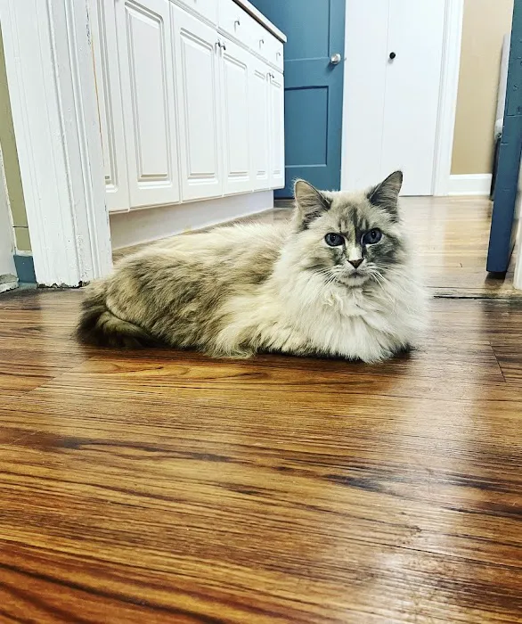 Cat Hospital of Austin Picture 6