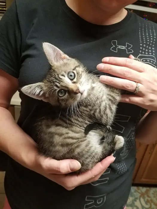 Cat Hospital of Austin Picture 10