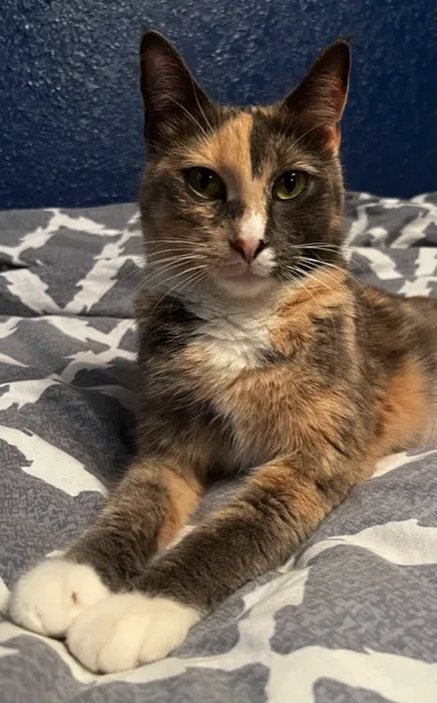Affordable Pet Care Picture 1