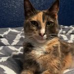 Affordable Pet Care