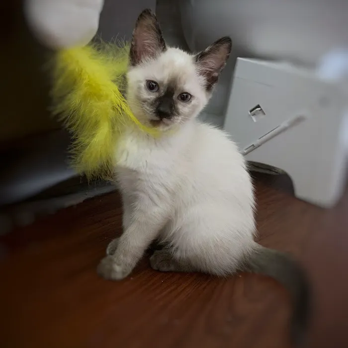 Affordable Pet Care Picture 5