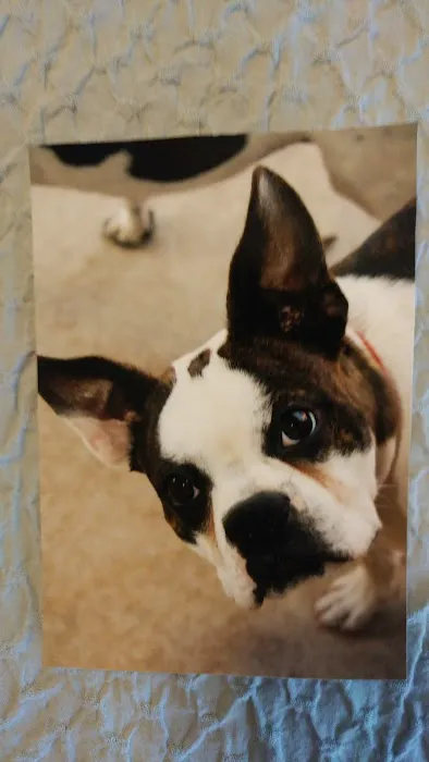 Affordable Pet Care Picture 8
