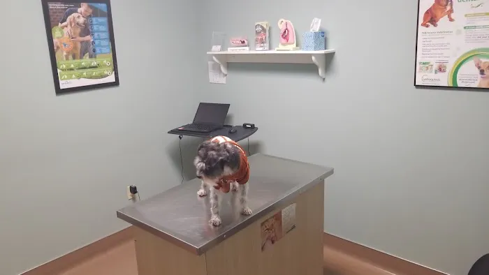 Affordable Pet Care Picture 10