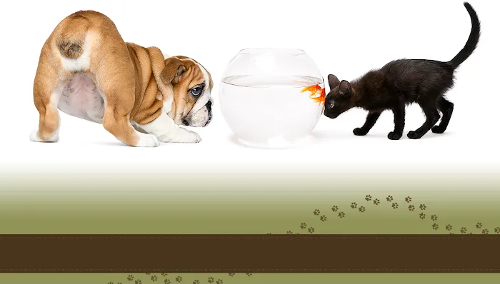 Avery Ranch Animal Hospital Picture 4