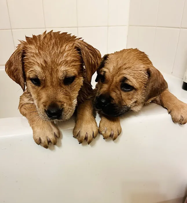 Avery Ranch Animal Hospital Picture 9