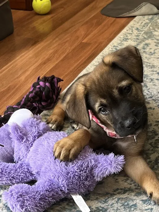 Avery Ranch Animal Hospital Picture 10