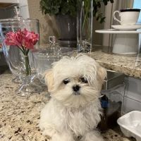 Best Vet ico