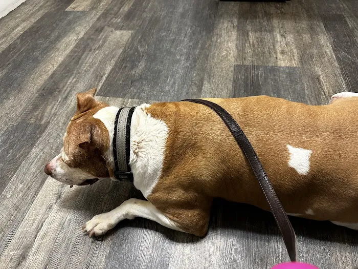 Best Vet Picture 8