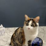 City Limits Vet Clinic