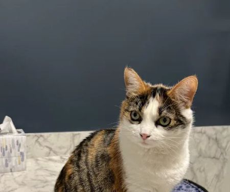 City Limits Vet Clinic