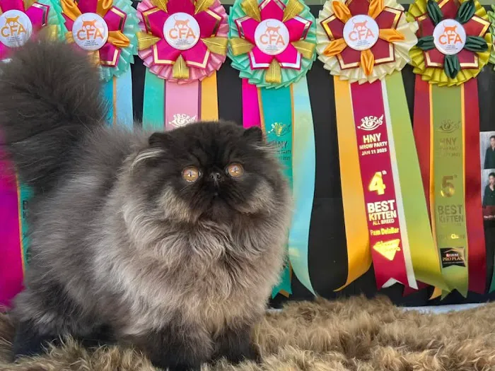 Galaxy Exotic Persian Cattery Picture 1