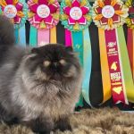 Galaxy Exotic Persian Cattery