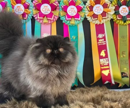 Galaxy Exotic Persian Cattery