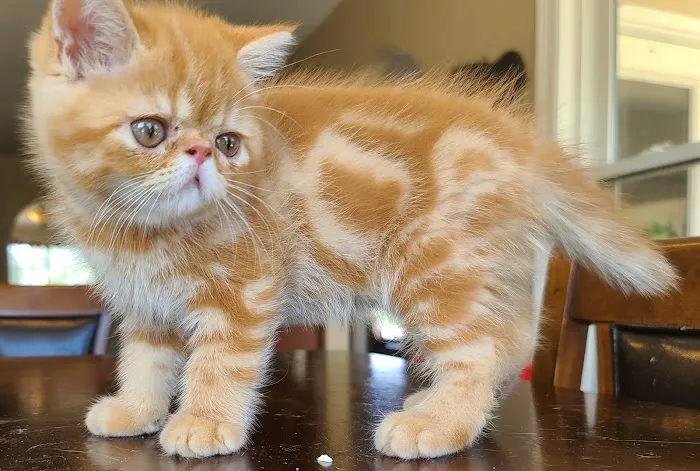 Galaxy Exotic Persian Cattery Picture 2
