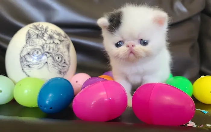 Galaxy Exotic Persian Cattery Picture 4