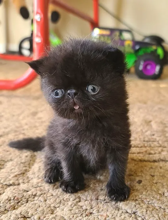 Galaxy Exotic Persian Cattery Picture 5