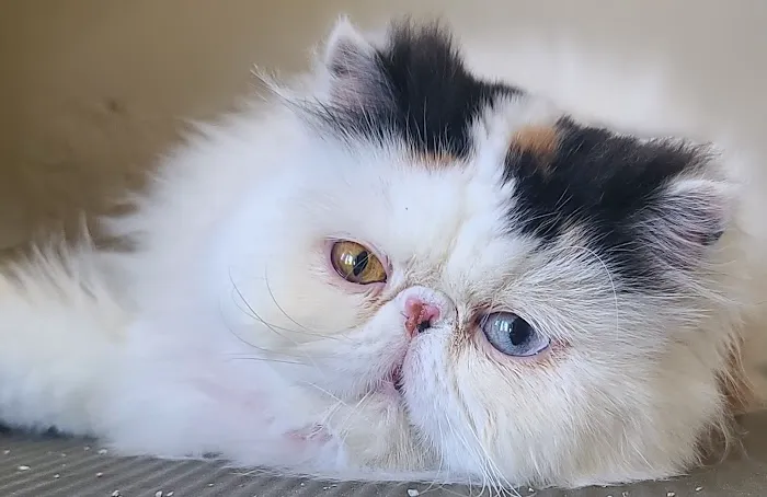 Galaxy Exotic Persian Cattery Picture 3