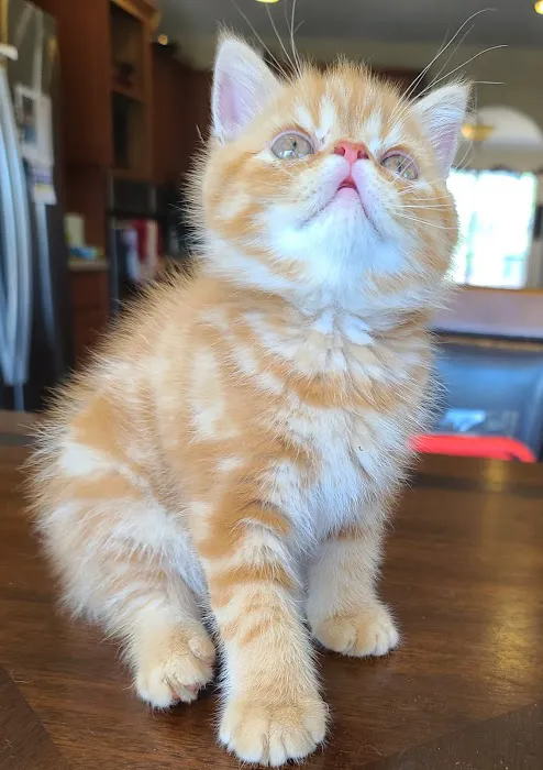 Galaxy Exotic Persian Cattery Picture 8