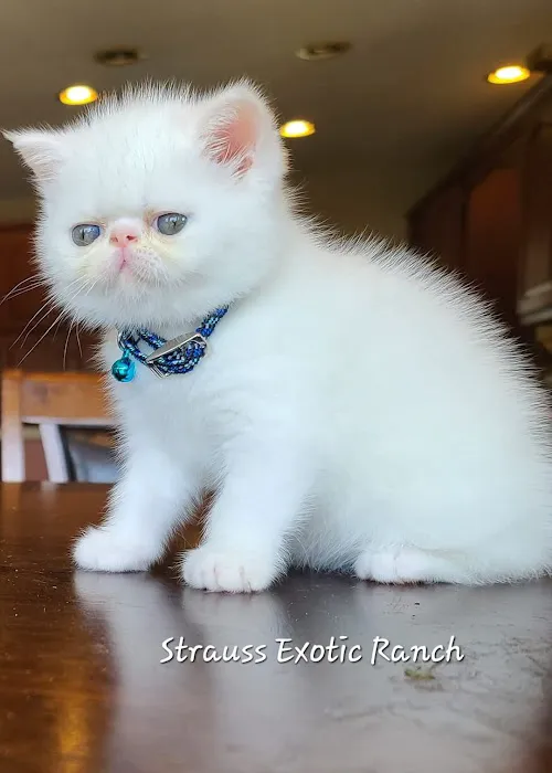 Galaxy Exotic Persian Cattery Picture 9