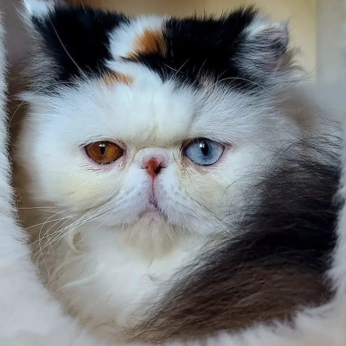 Galaxy Exotic Persian Cattery Picture 7