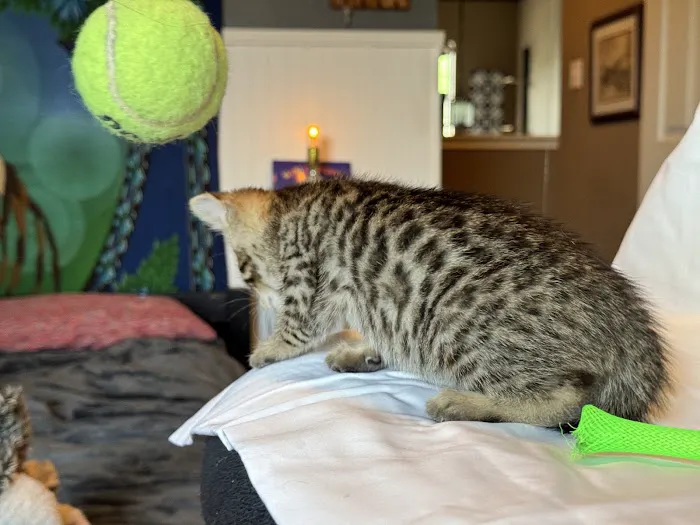 Tejas Bengals Cattery Picture 1