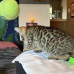 Tejas Bengals Cattery