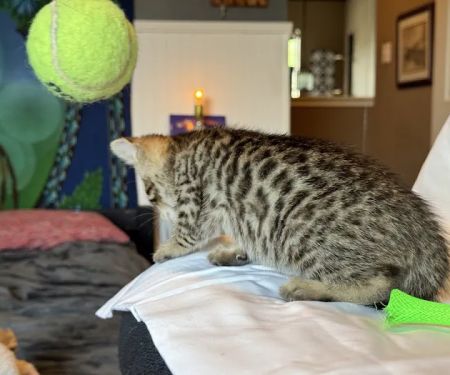 Tejas Bengals Cattery