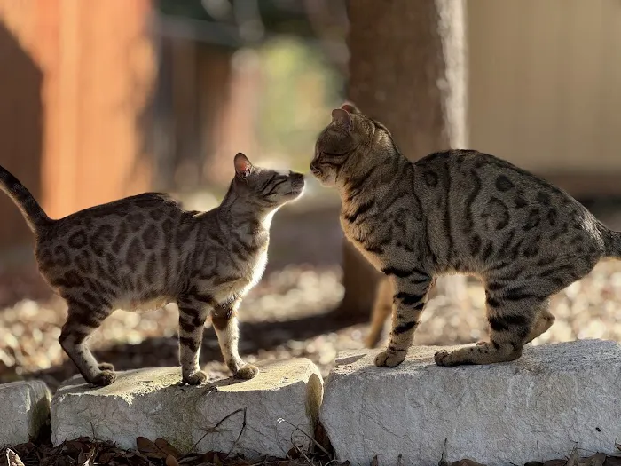 Tejas Bengals Cattery Picture 2