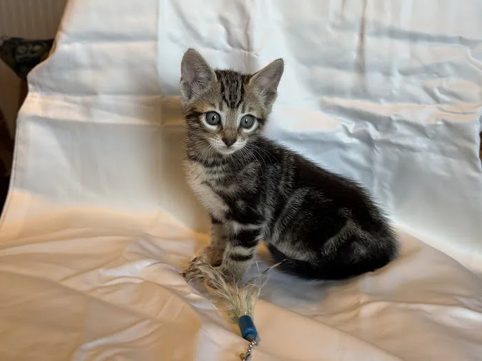 Tejas Bengals Cattery Picture 3