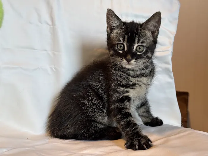 Tejas Bengals Cattery Picture 4