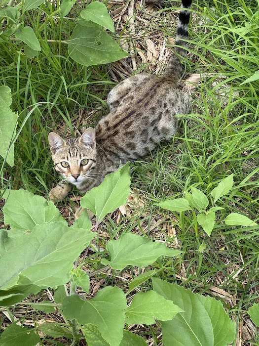 Tejas Bengals Cattery Picture 5