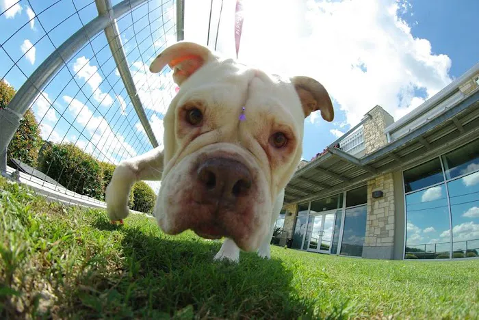 Firehouse Animal Health Center Kyle Picture 7