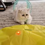 FELINE FRIEND LLC
