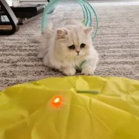 FELINE FRIEND LLC ico