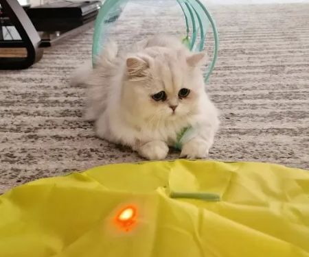 FELINE FRIEND LLC