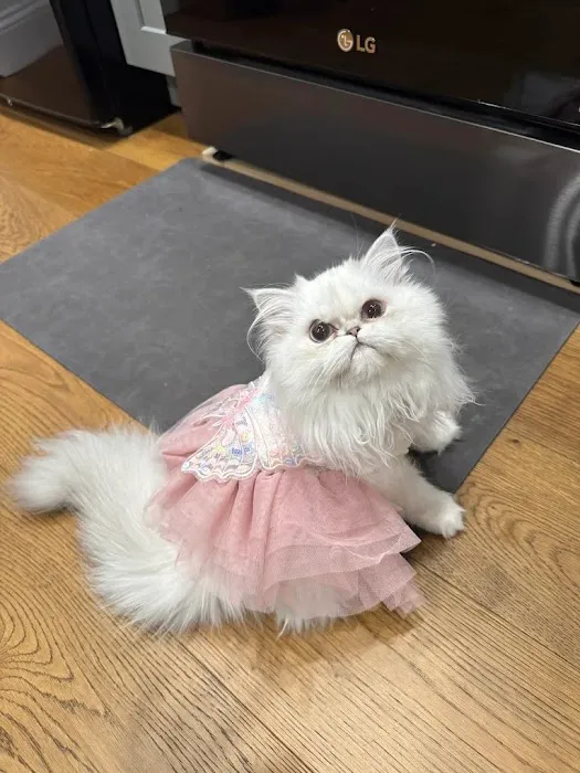 FELINE FRIEND LLC Picture 3