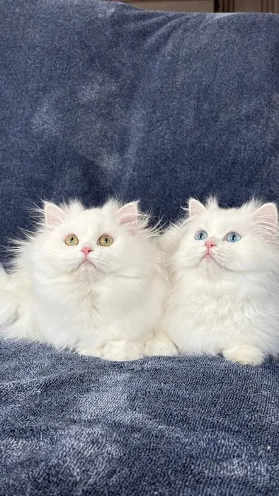 FELINE FRIEND LLC Picture 2