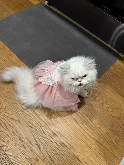 FELINE FRIEND LLC Picture 5