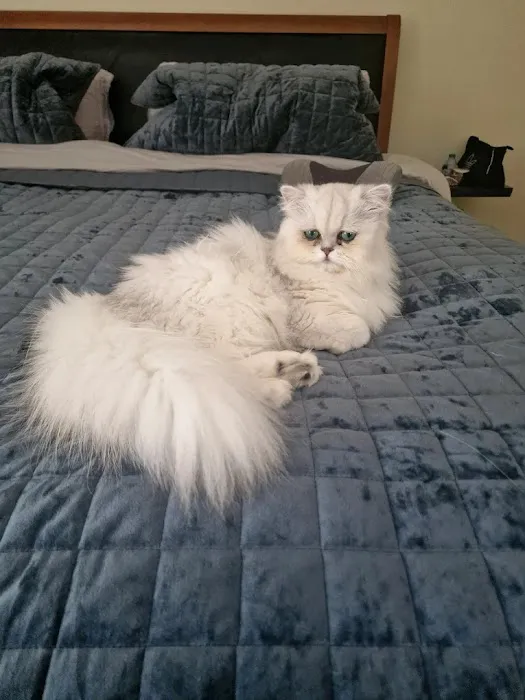 FELINE FRIEND LLC Picture 4