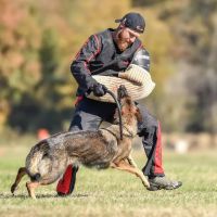 Back in Motion Veterinary Services ico